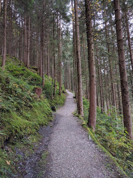 森の木の間にある歩道