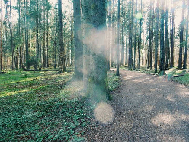 Foto cammino tra gli alberi della foresta