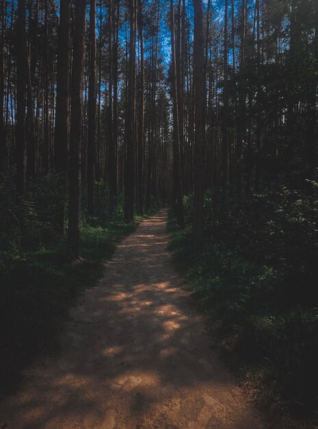 森の木の間にある歩道