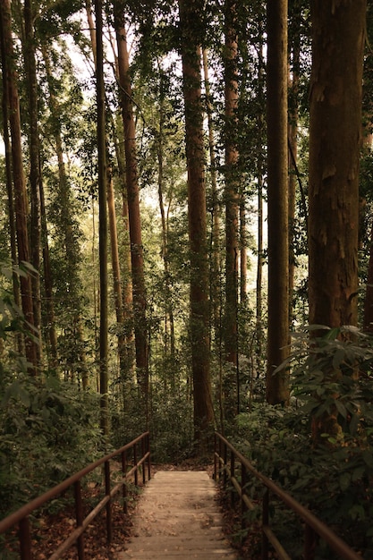 森の木の間にある歩道