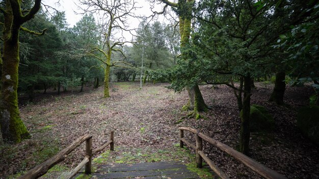 Footpath amidst trees in forest