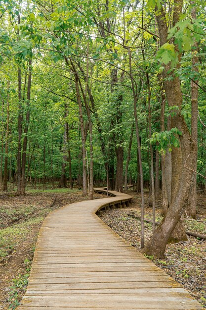 Photo footpath amidst trees in forest