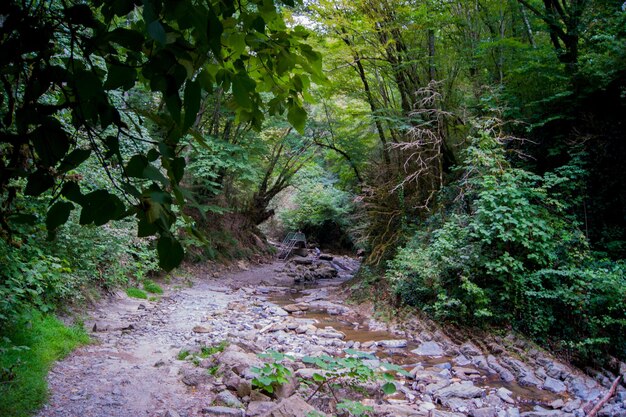 Foto un sentiero tra gli alberi della foresta