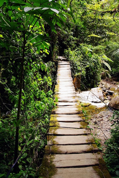 Photo footpath amidst trees in forest