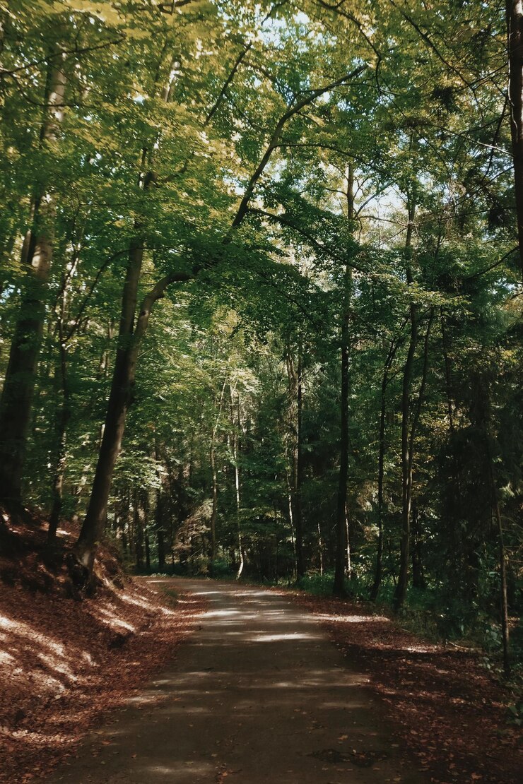 Photo 숲 속 의 나무 들 사이 의 산책로