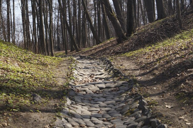 Foto un sentiero tra gli alberi della foresta