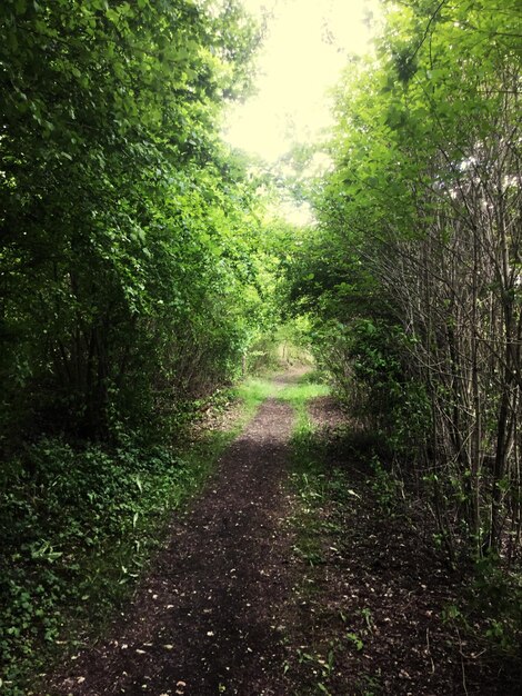 Footpath amidst trees in forest