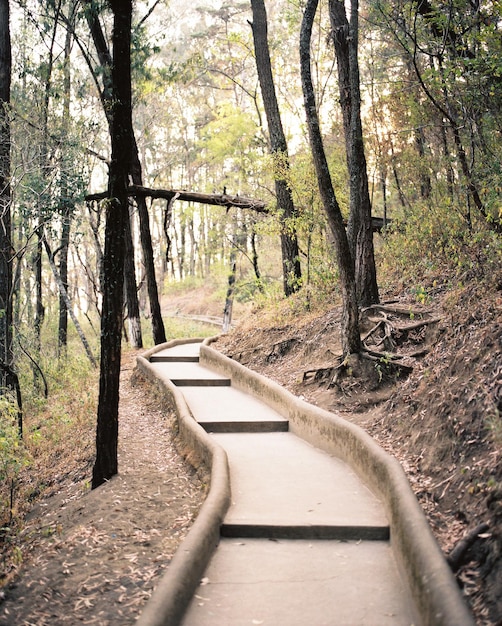 Photo footpath amidst trees in forest