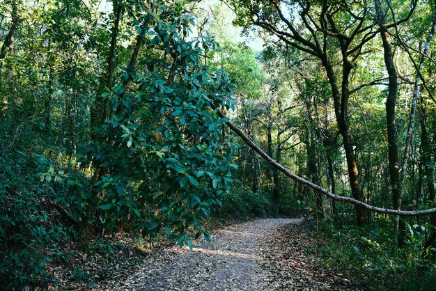 Footpath amidst trees in forest