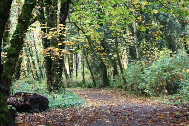 Foto un sentiero tra gli alberi della foresta