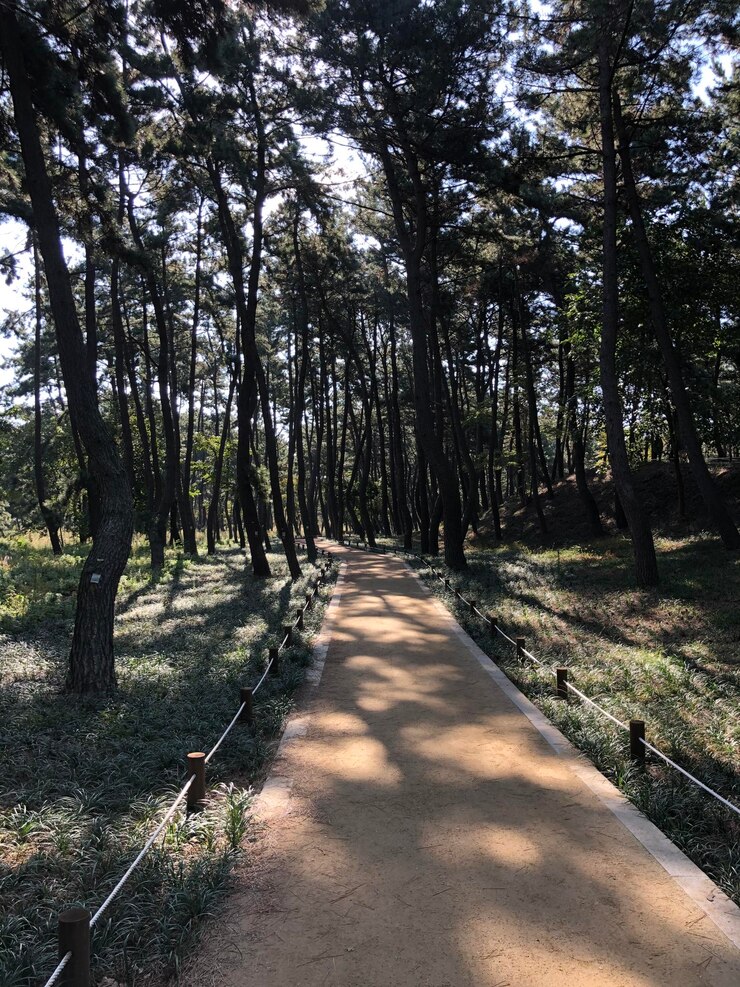 Photo 숲 속 의 나무 들 사이 의 산책로