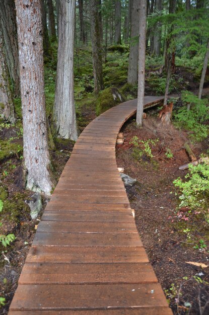 Photo footpath amidst trees in forest