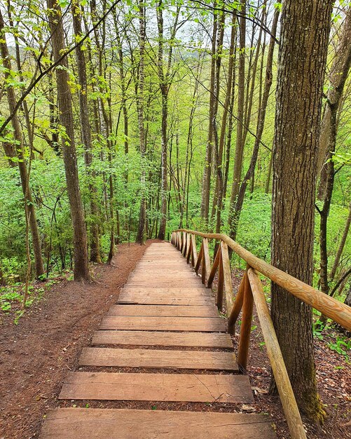 Foto un sentiero tra gli alberi della foresta