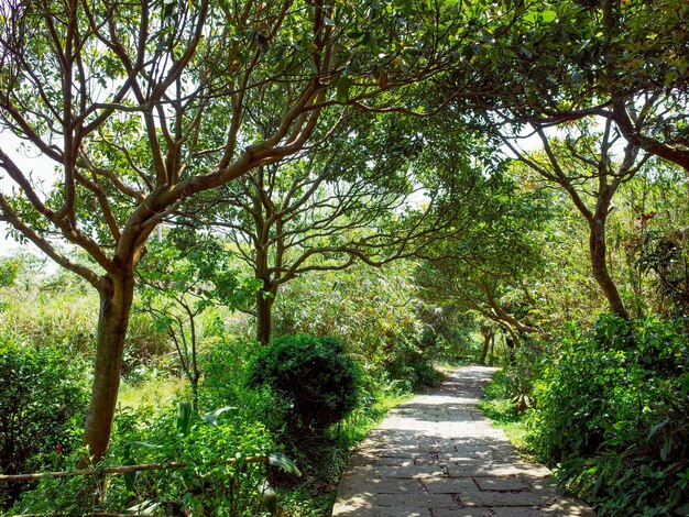 Footpath amidst trees in forest