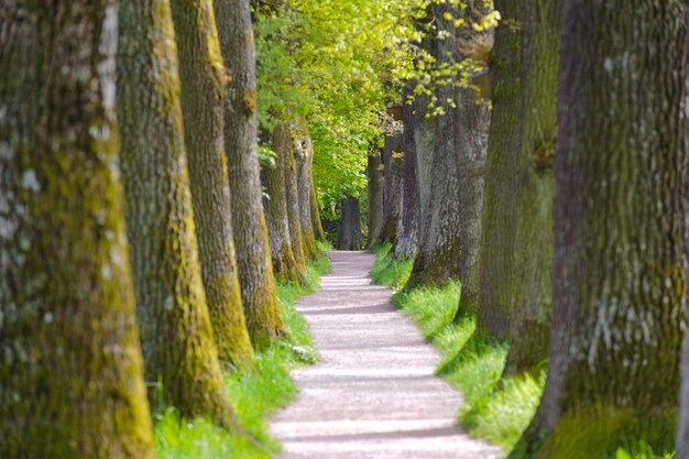 Foto un sentiero tra gli alberi della foresta