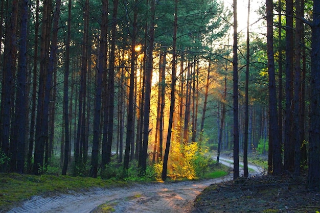 footpath amidst trees in forest