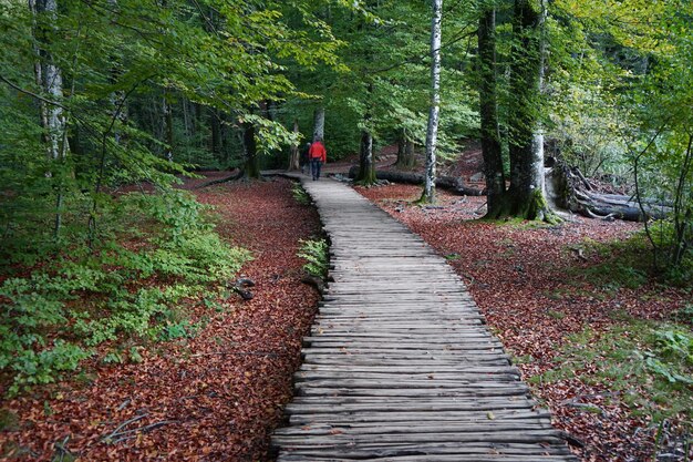 Photo footpath amidst trees in forest