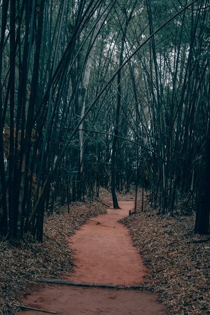 Photo footpath amidst trees in forest