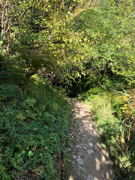 Footpath amidst trees in forest