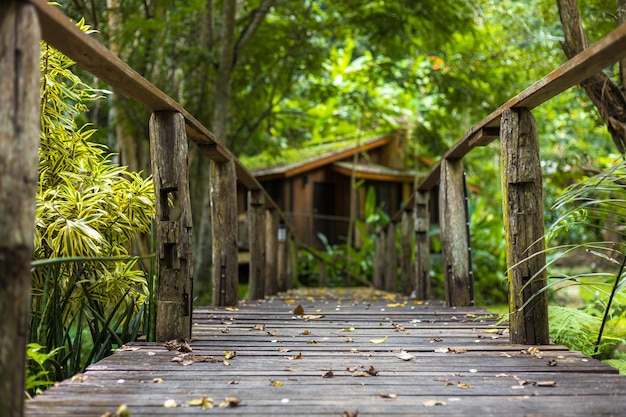 footpath amidst trees in forest