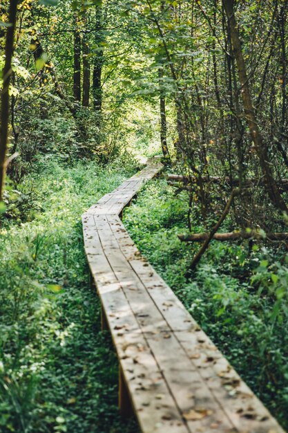 Photo footpath amidst trees in forest