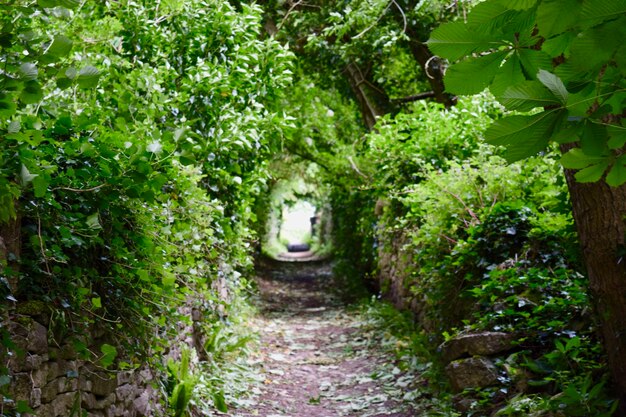 Photo footpath amidst trees in forest