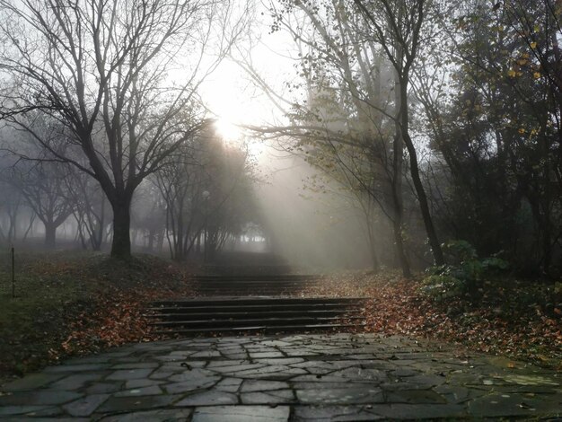 写真 秋の森の木の間にある歩道