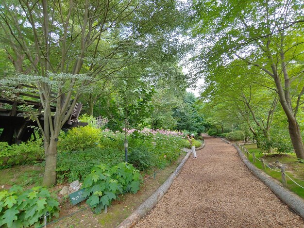 写真 森の木の中の歩道