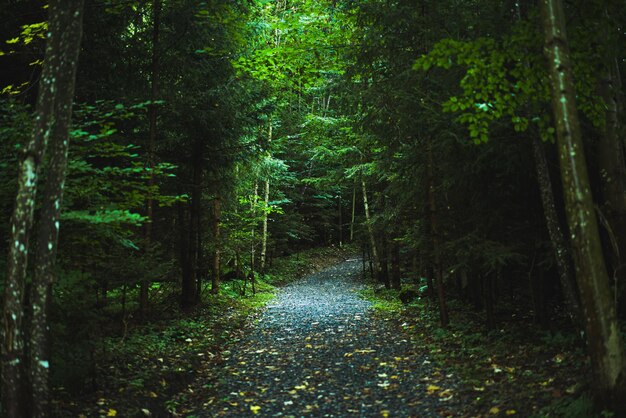 写真 森の木の間にある歩道