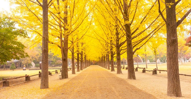 写真 秋に公園の木の間にある歩道