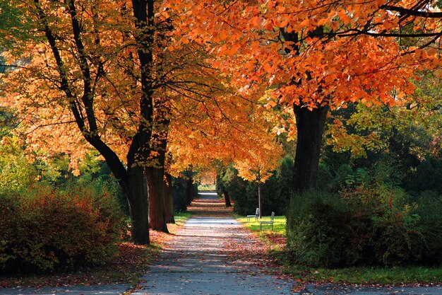 사진 가을 에 공원 에 있는 나무 들 사이 의 보행길