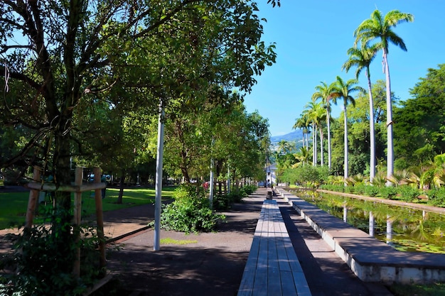 写真 公園の木の間にある歩道