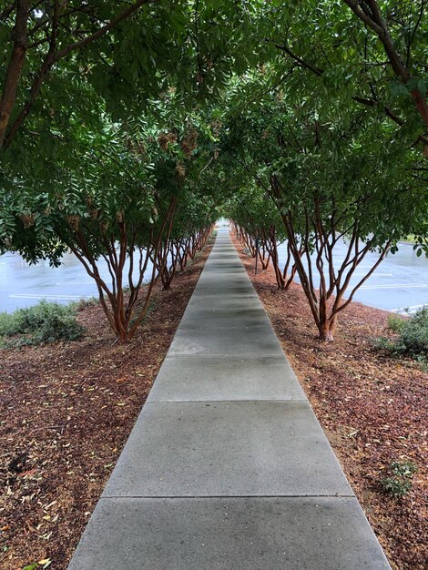 写真 公園の木の間にある歩道