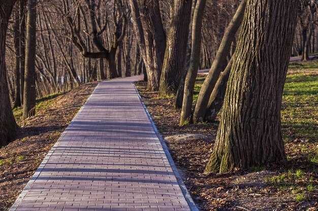 写真 春の日の公園の木の間にある歩道