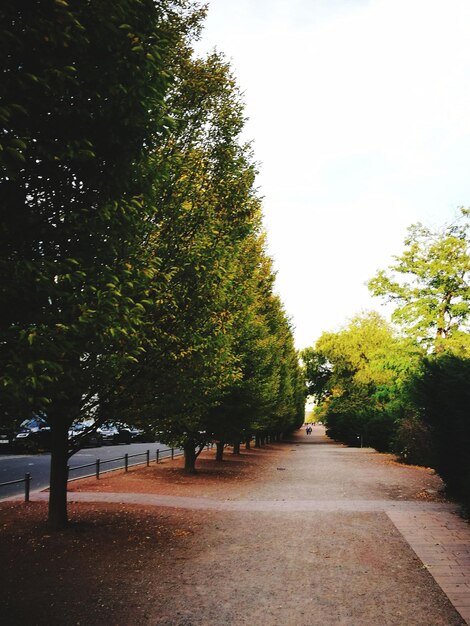 Footpath amidst trees in park during autumn