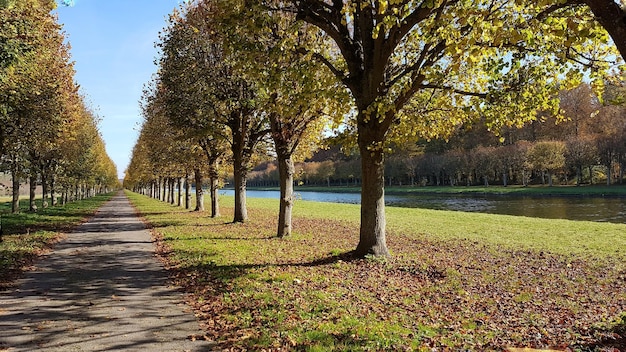 秋に公園の木の間にある歩道
