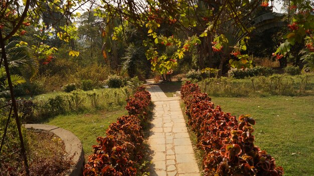 Footpath amidst trees in park