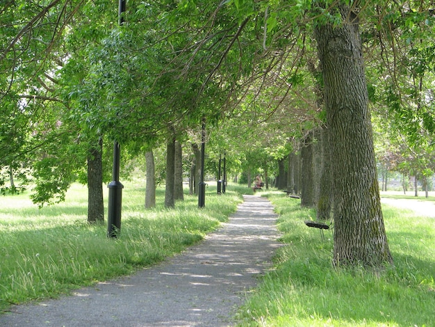 公園の木の中の歩道