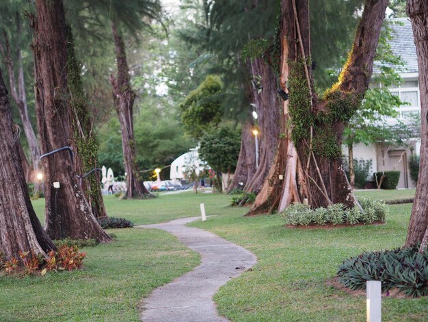 公園の木の中の歩道