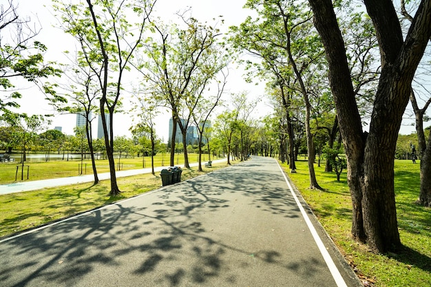 공원 의 나무 들 사이 에 있는 보행길