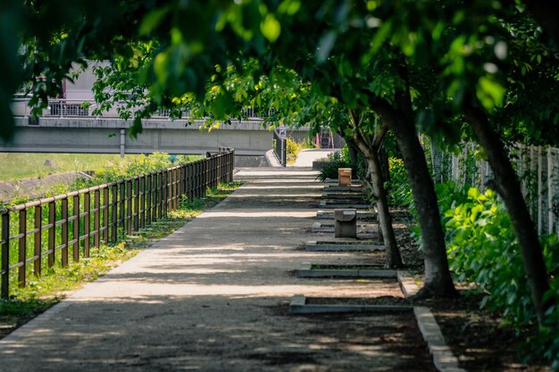 Photo footpath amidst trees in park