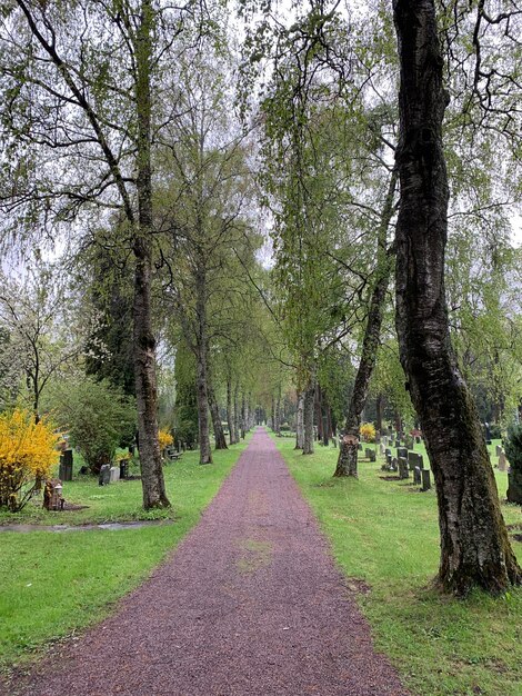 Photo footpath amidst trees in park