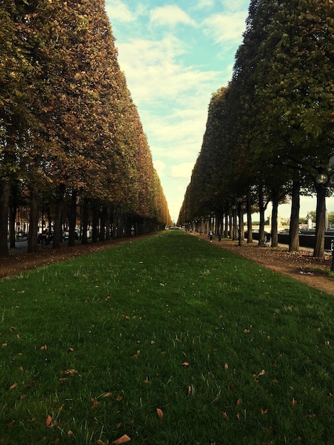 Footpath amidst trees in park