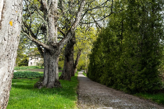 Foto cammino tra gli alberi del parco