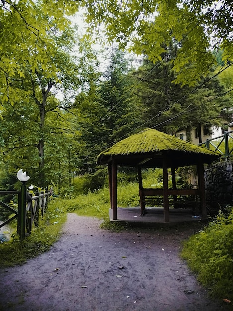 Footpath amidst trees in park