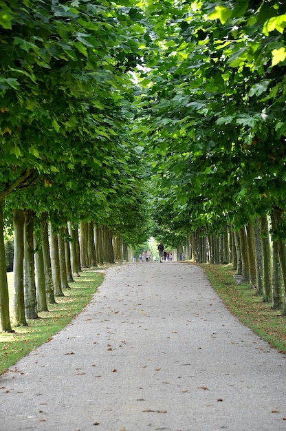 公園の木の中の歩道