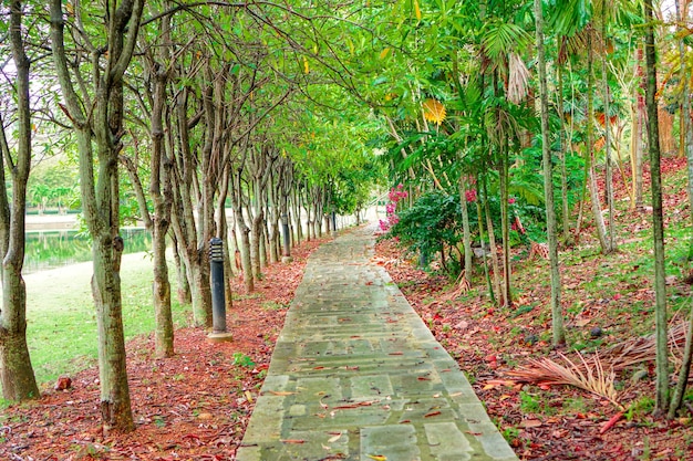 Photo footpath amidst trees in park