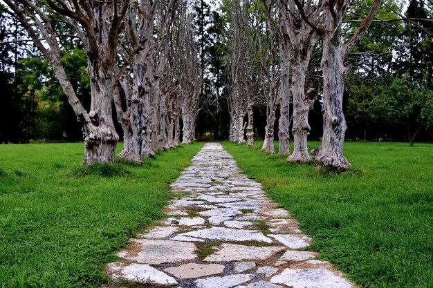 公園の木の間にある歩道