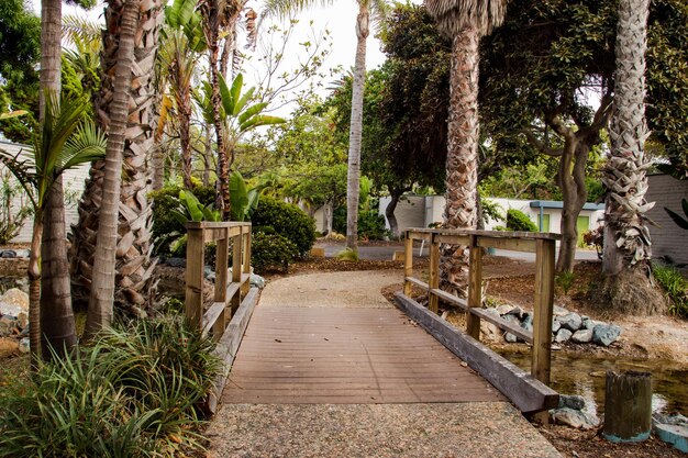 Footpath amidst trees in park