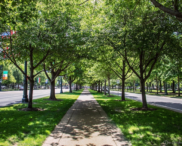 Foto cammino tra gli alberi nel parco